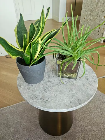 Healthy Indoor Plants (2)– Snake Plant  Aloe Vera – 80 AED