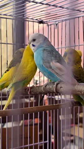 Locally Budgies