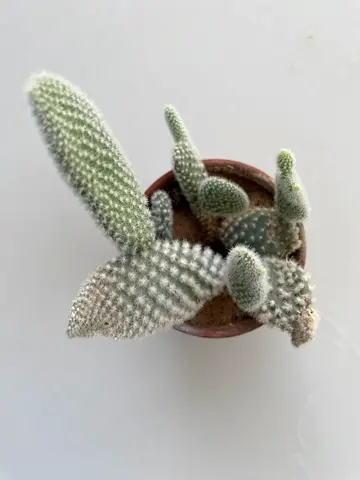 Small potted bunny ear cactus (Opuntia microdasys) - healthy succulents