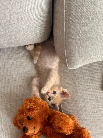 Cute 2-month-old kitten looking for a home