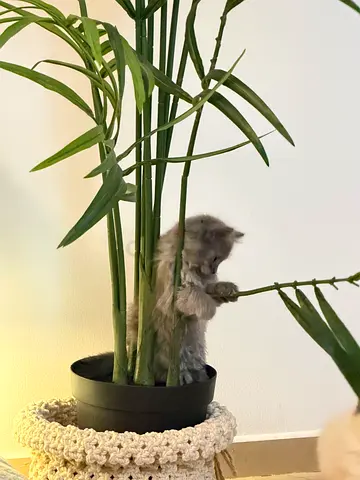 Persian kitten
