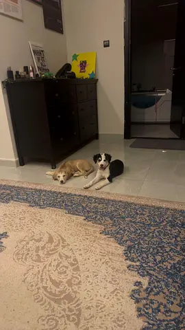 These Adorable Puppies Are Ready for Their Forever Home