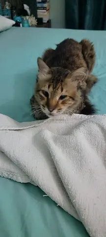 Maine $%! Male cat for adoption