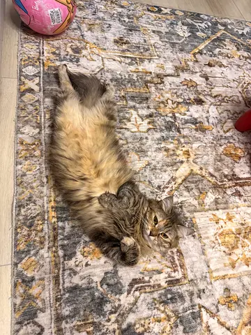 Friendly long-haired british cat available for adoption