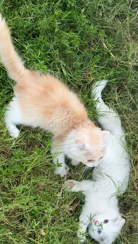 Cats kittens for adoption