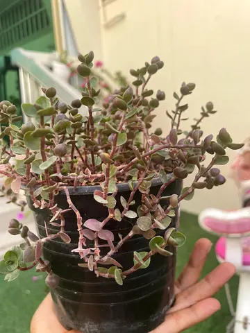Beautiful plant ( creeping inch plant)