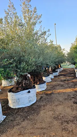 Spanish olive 🫒 tree