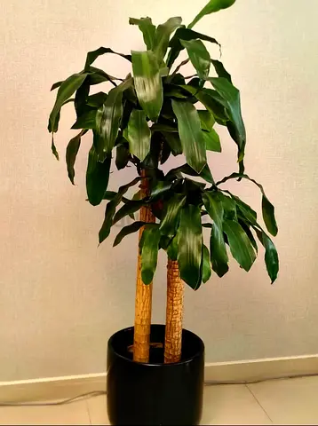 Indoor Plant