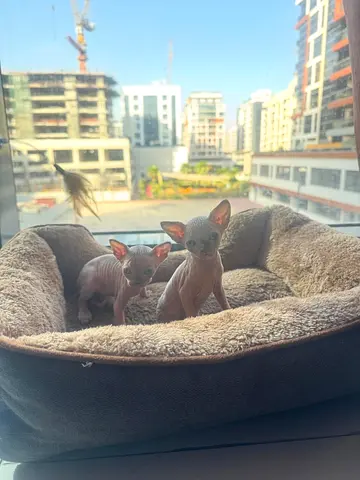 Sphynx kitten looking for a new home