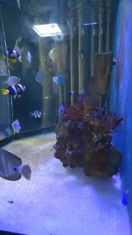 Marine Aquarium