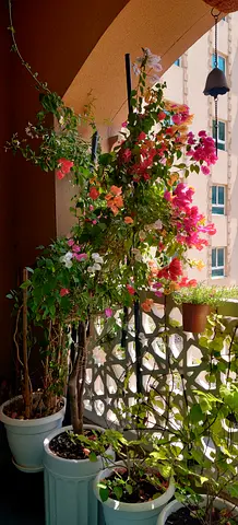 Bougainvillea climbing plant in pots - healthy, flowering