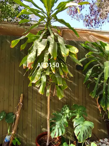 Healthy indoor outdoor plant