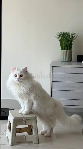 Turkish Angora female vaccinated and spayed