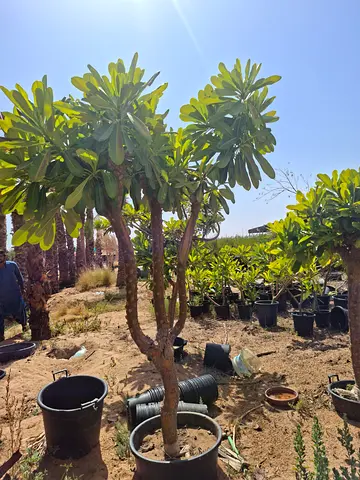 Champa filferra plants for Sale