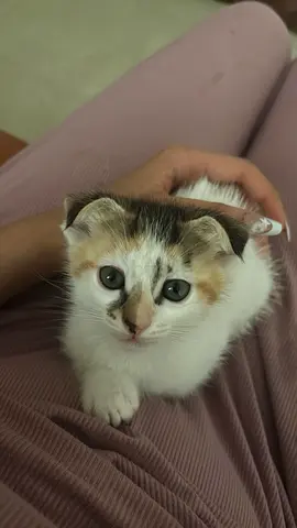 Kittens free for adoption! 2 months old