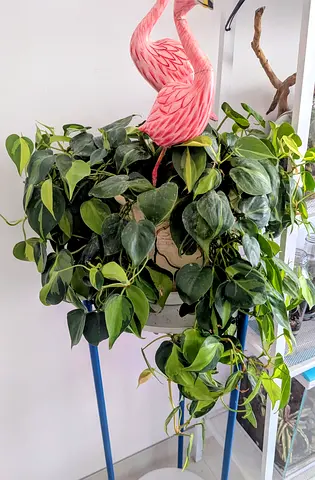 Philodendron Brasil terracotta pot