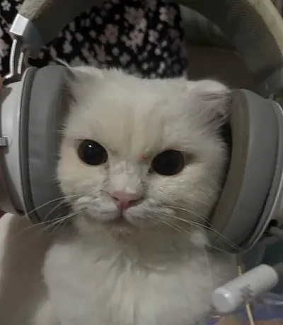 Tofu