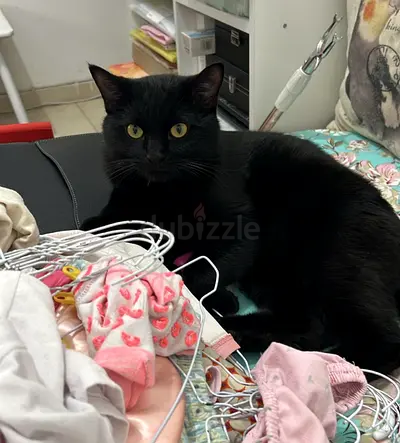 Adult Male Black Cat, 1 year old, Free adoption with Cat accessories