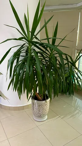 Large Plant for indoor/outdoor Areas