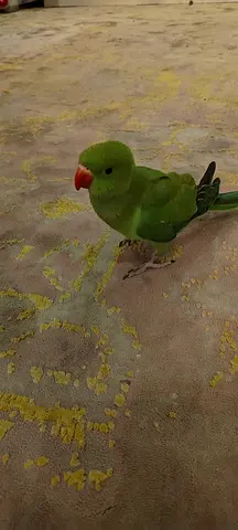 Green Ringneck Parrot (Hand Tame)