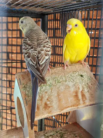 Budgie with Cage