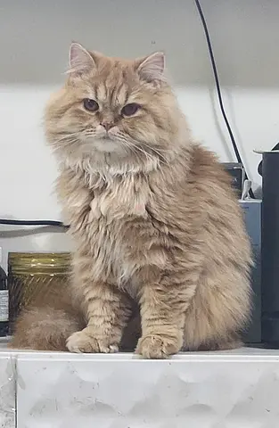 Cat for free adoption