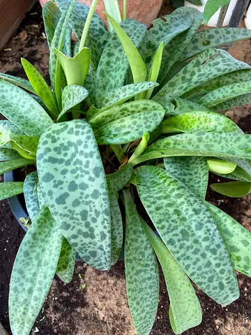 Spotted Leopard Plant (Scilla/Silver Squill) - Potted Indoor/Outdoor Plant