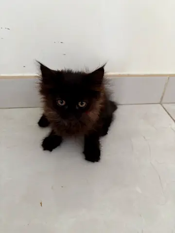 Super cute kittens looking for a new home. Born at home, friendly and playful. There are 4 kittens