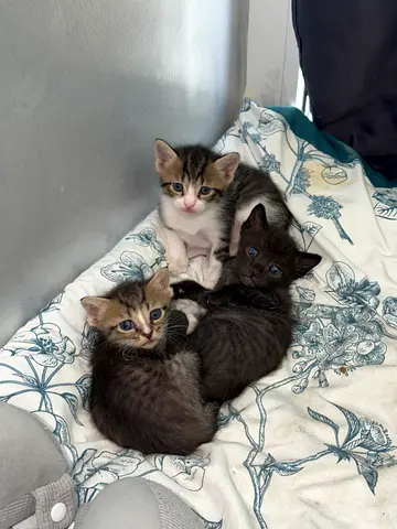 Three Kittens For Adoption