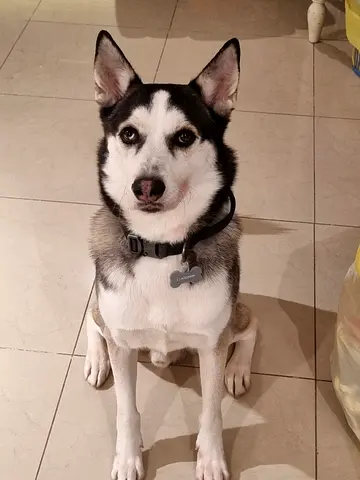 Siberian Husky for free adoption