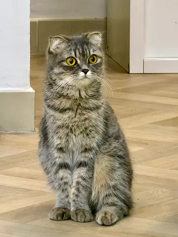 Cat for adoption