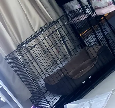 Pet