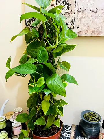 Large healthy pothos (Epipremnum aureum) in decorative pot