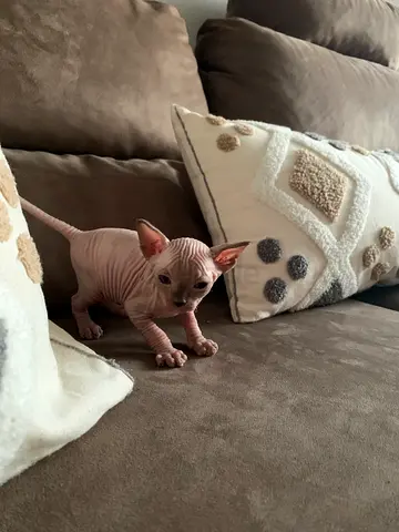 Finding sphynx kittens new home