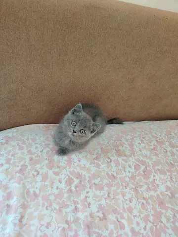 British Shorthair Kitten