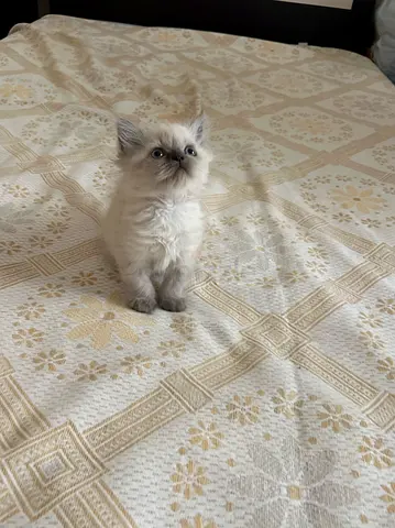 Cats
