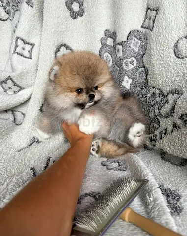 Cute Pomeranian puppy looking for a new home