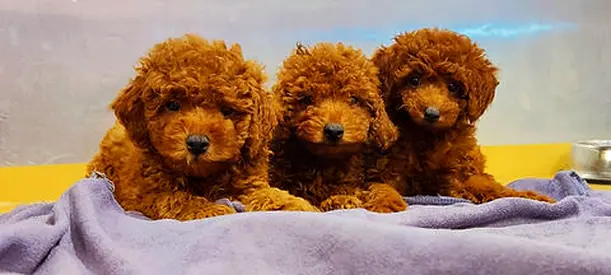 Mixed Red toy poodle puppies