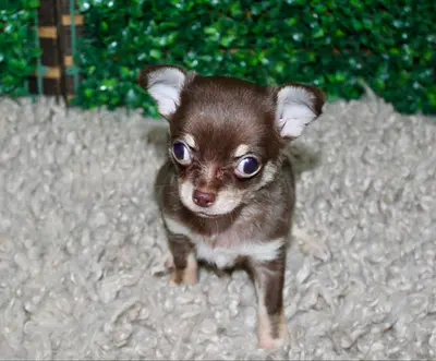 pet