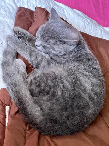 Found cat and looking for adoption
