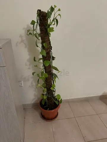 Potted climbing pothos on support pole - ready to rehome