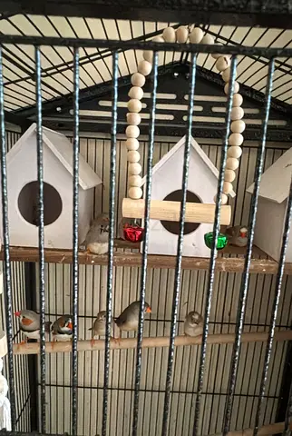Pets for free Adoption- Zebra Finch birds (10 available)