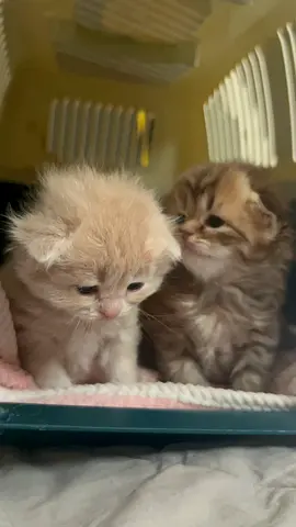Rescue kittens
