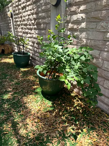 Two green outdoor potted plants - healthy shrubs in ceramic pots