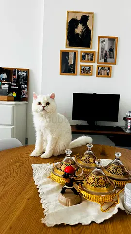 Male Cat for free adoption