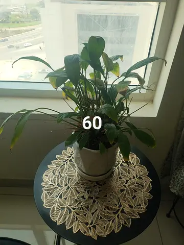 PLANT FOR SALE