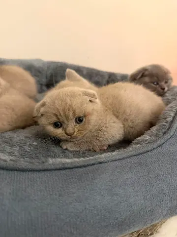 British shorthair kittens