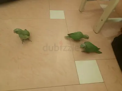 HOME BRED GREEN RING NECK CHICKS