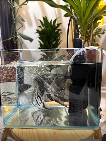 Tabletop mini cute aquarium