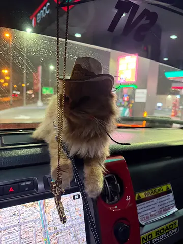 Cats for free adoption